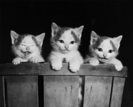Three Kittens in A Basket Poster Print - 18 x 24