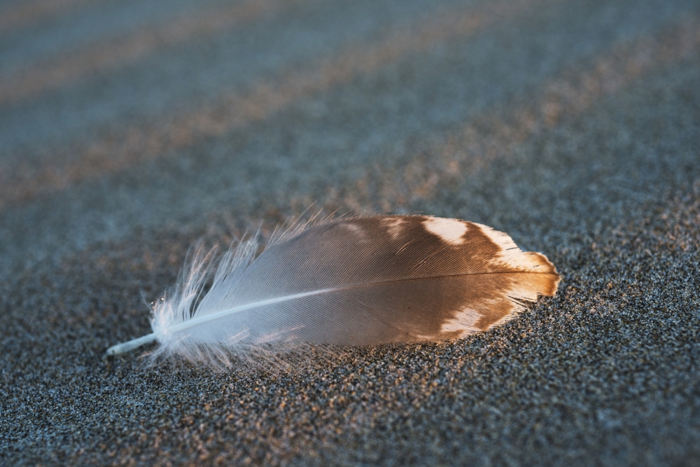 DPI12252449LARGE Gull Feathers Are Found on A Beach - Cannon Beach Oregon United States of America Poster Print - 38 x 24 in. - Large