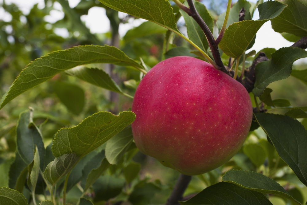 DPI12254178LARGE Close Up of An Apple Growing on A Tree - Rougemont Quebec Canada Poster Print - 38 x 24 in. - Large