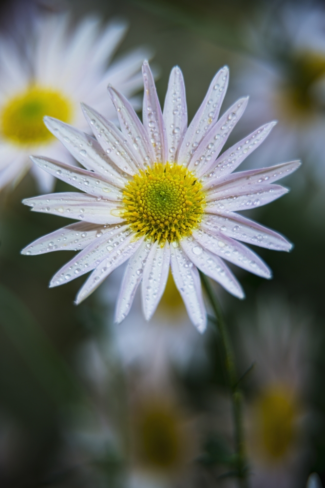 Korean Chrysanthemums New York Botanical Garden - New York City United States of America Poster Print - 12 x 18 in.