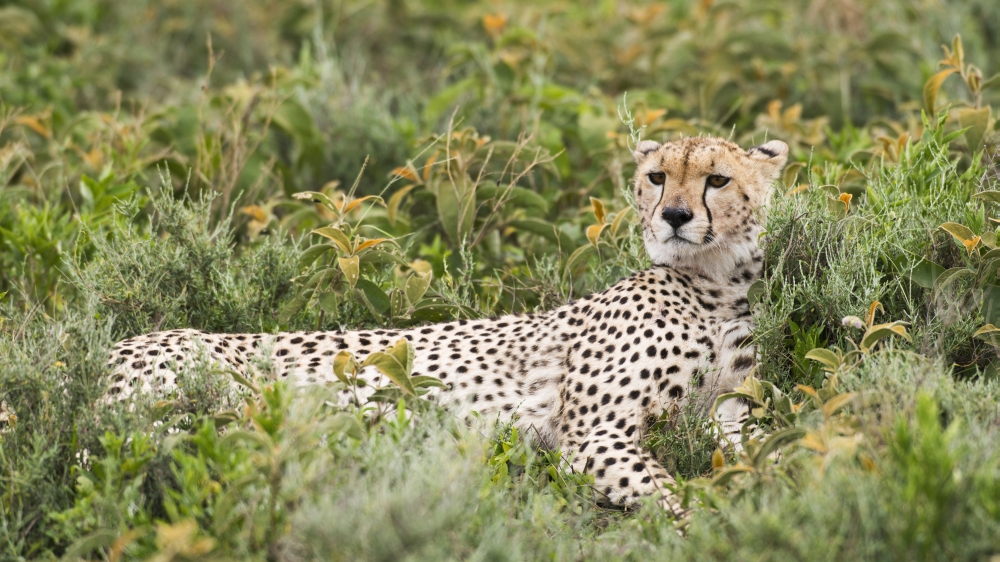 Cheetah with Head Up & Staring Intently Reclines in Low Shrubs Near Ndutu Ngorongoro Crater Conservation Area - Tanzan Poster Print - 20 x 11 in.