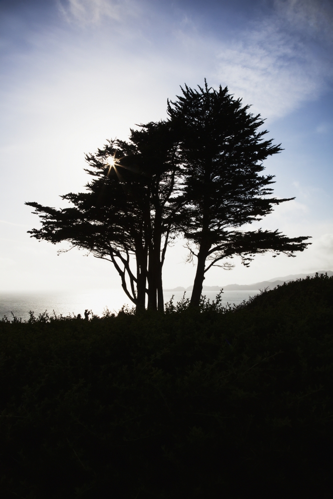 The Silhouette of A Tree Against A Bright Blue Sky & Cloud with The Pacific Coastline on Fort Point - San Francisco Ca Poster Print - 12 x 19 in.