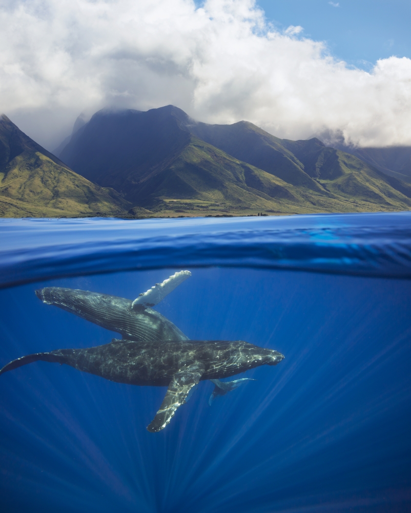 DPI12278781 A Split Image of A Pair of Humpback Whales Poster Print - 13 x 17 in.