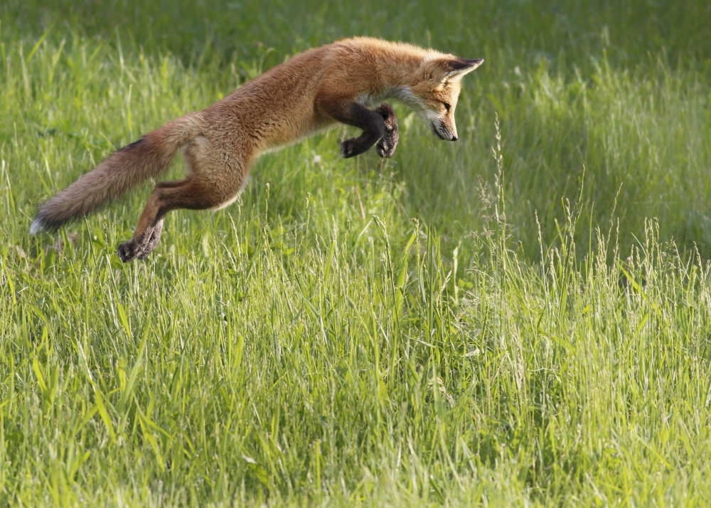DPI12271384 Fox Jumping in A Grass Field - Montreal Quebec Canada Poster Print - 18 x 13 in.