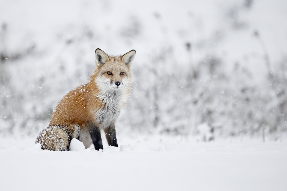 Fox Sitting in The Snow - Montreal Quebec Canada Poster Print - 19 x 12 in.