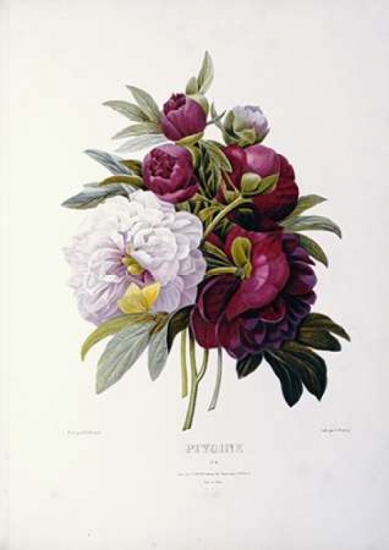 Peonies Poster Print by Pierre Joseph Redoute - 10 x 14 - Small