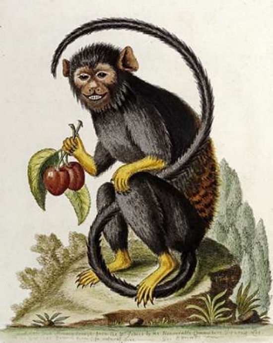 A Little Black Monkey Poster Print by George Edwards - Small