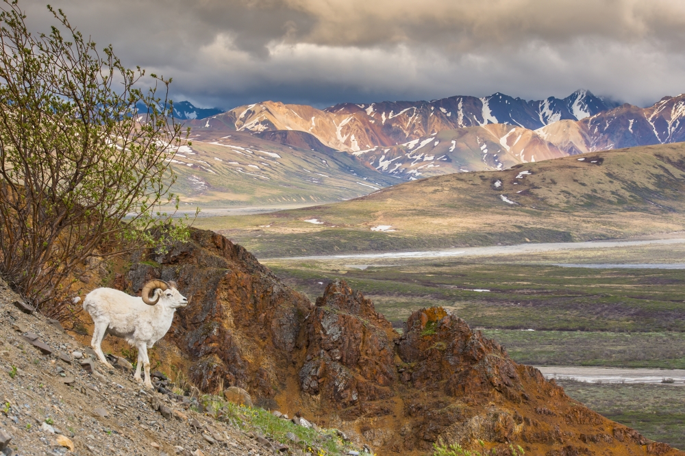 Adult Ram Dall Sheep on A Hillside Overlooking Polychrome Pass & The Alaska Range Denali National Park Interior Alas 1 Poster Print - 19 x 12 in.