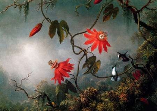 Passion Flowers & Hummingbirds Poster Print by Martin Johnson Heade - 10 x 14 - Small
