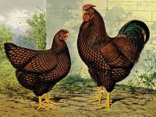 Chickens - Golden Wyandottes Poster Print by Lewis Wright, 18 x 24 - Large