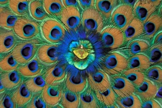 Peacock Decor India Poster Print by David R. Frazier, 12 x 17