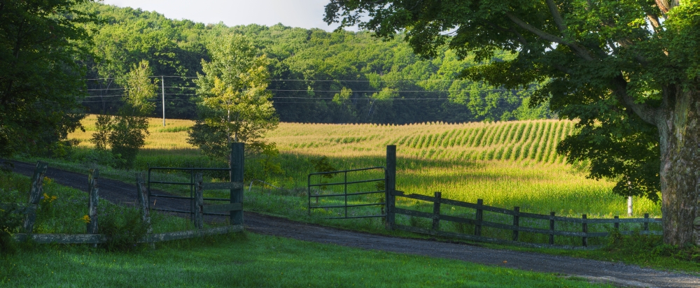 Corn Field - Dunham Quebec Canada Poster Print - 44 x 18 in. - Large