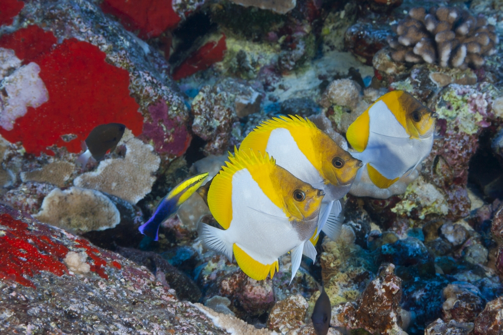 Three Pyramid Butterflyfish Line Up for An Endemic Hawaiian Cleaner Wrasse - Maui Hawaii United States of America Poster Print - 38 x 24 in. - Large -  BrainBoosters, BR477281