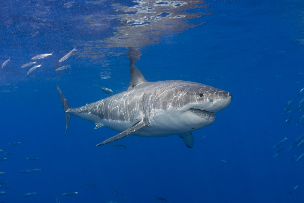 DPI12254728LARGE Great White Shark Carcharodon Carcharias - Guadalupe Island Mexico Poster Print - 38 x 24 in. - Large