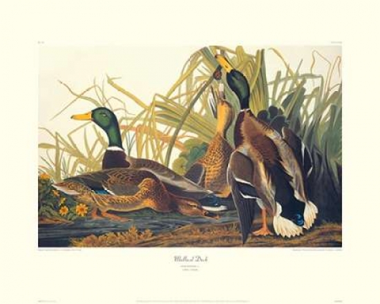 Mallard Duck - Decorative Border Poster Print by John James Audubon - 8 x 10 - Small