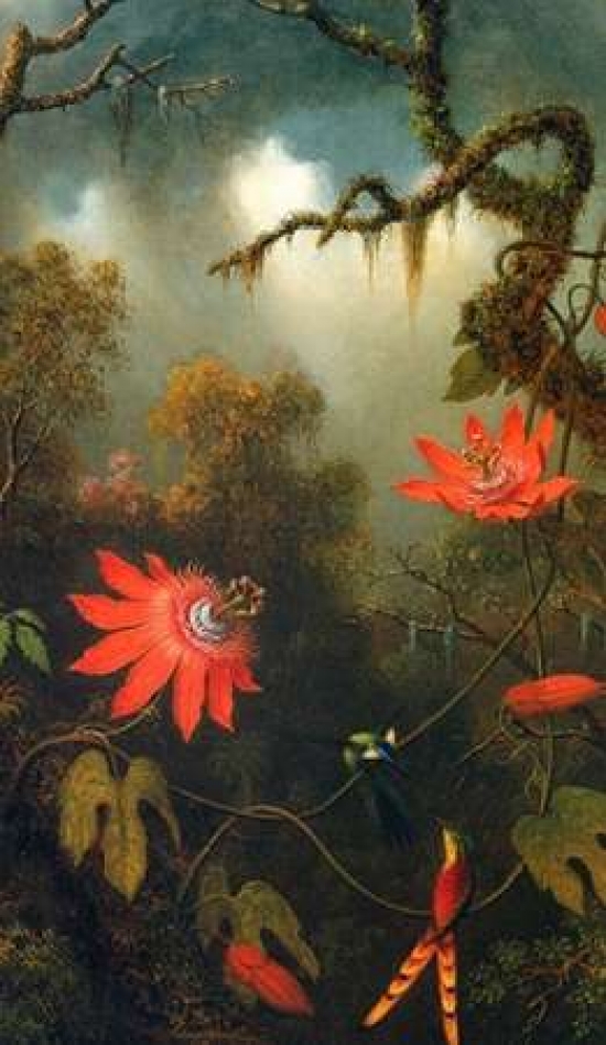 Two Hummingbirds Perched On Passion Flower Vines Poster Print by Martin Johnson Heade, 24 x 36 - Large