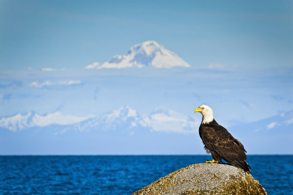 Bald Eagle Perched on A Rock Overlooking Cook Inlet with Mt. Redoubt in The Poster Print 19 x 12 in.