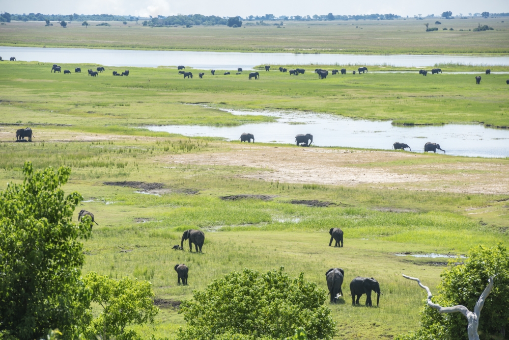 DPI12281724 African Elephants Loxodonta Chobe National Park - Kasane Botswana Poster Print - 19 x 12 in.