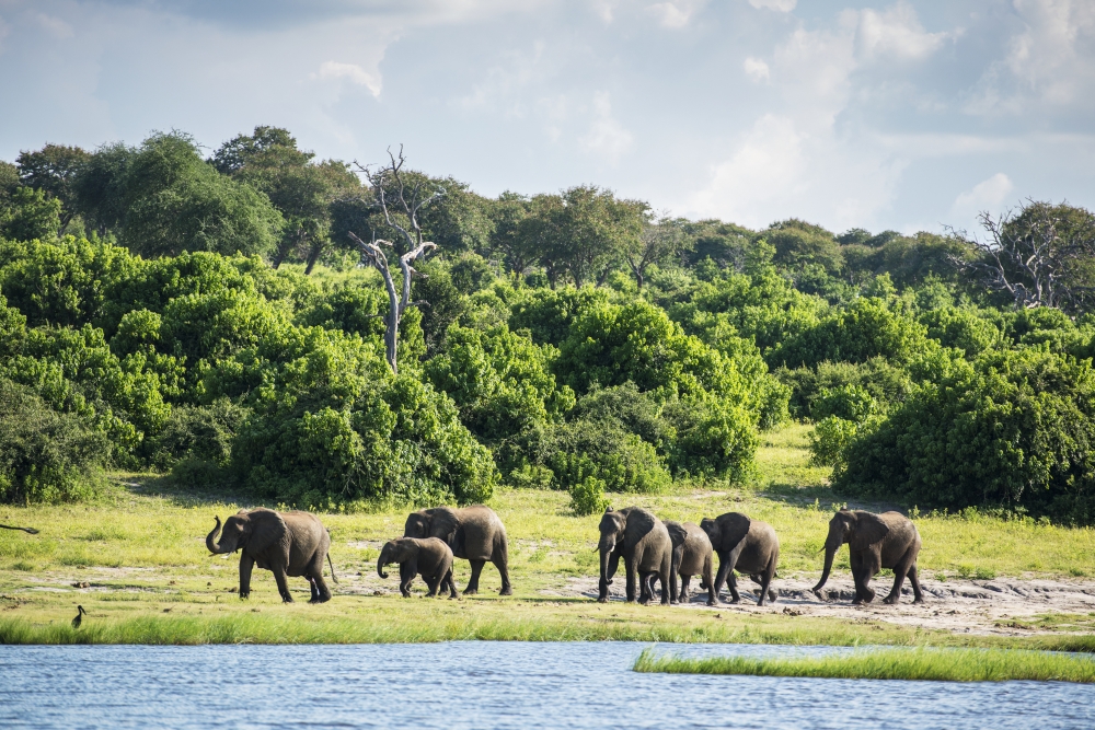 DPI12281733 African Elephants Loxodonta Chobe National Park - Kasane Botswana Poster Print - 19 x 12 in.