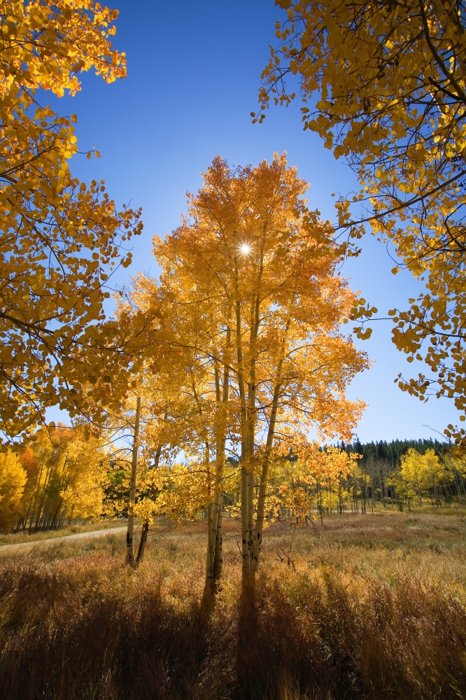 Colorado Near Steamboat Springs Buffalo Pass Sun Shining Through Fall-Colored Aspen Trees Poster Print - 11 x 17