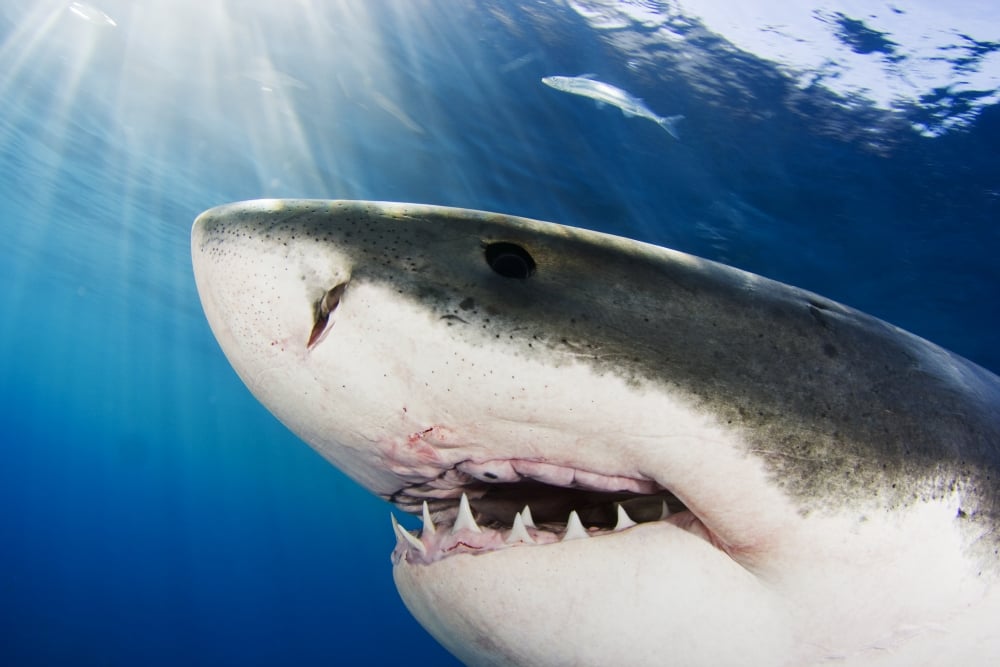 Great White Shark - Carcharodon Carcharias - Mexico Poster Print - 17 x 11