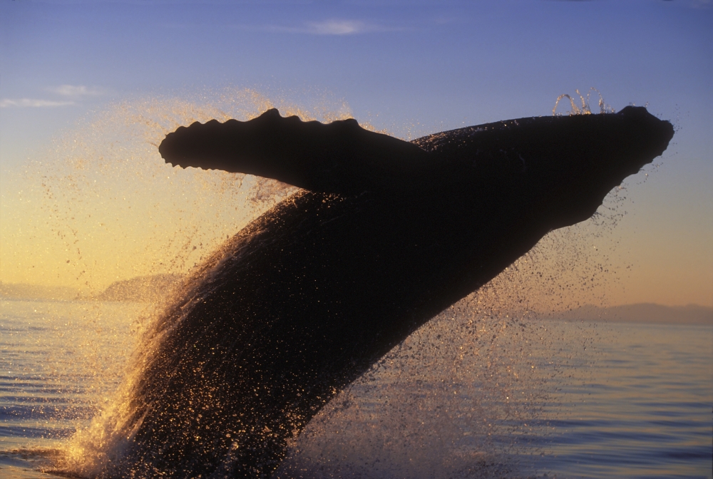 Alaska Panhandle Inside Passage Humpback Whale Breaching At Sunset Poster Print, 36 x 24 - Large