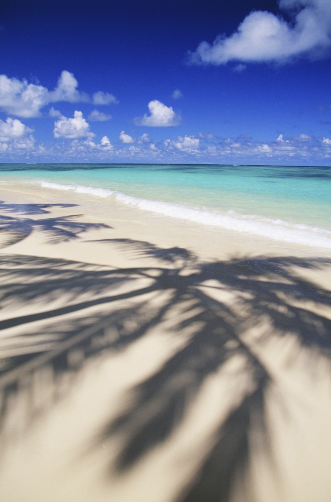 DPI1994227 Beach Scene with Palm Shadow On Shoreline Sand Tropical Poster Print, 12 x 19