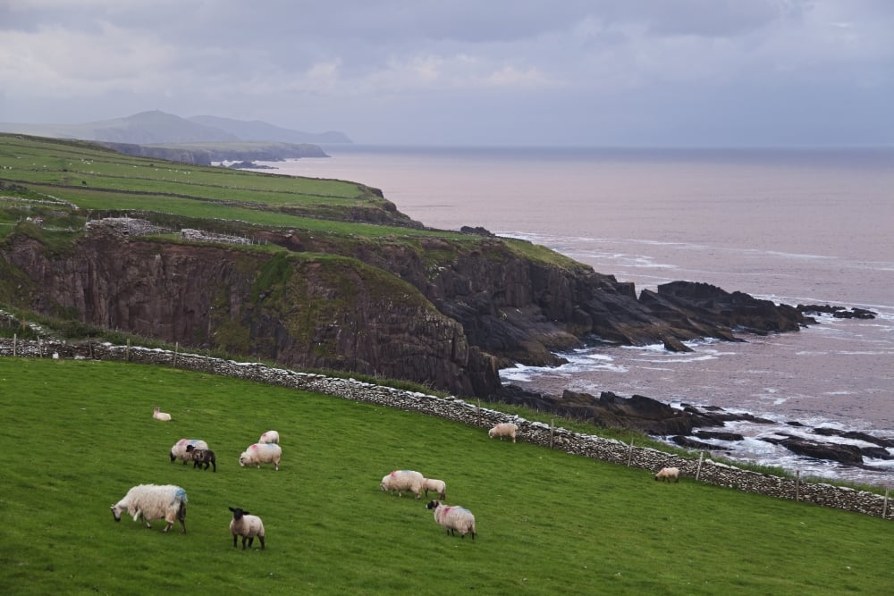DPI2429599 Sheep At Parkmore Point Near Dingle Dingle Peninsula - County Kerry Ireland Poster Print, 19 x 12