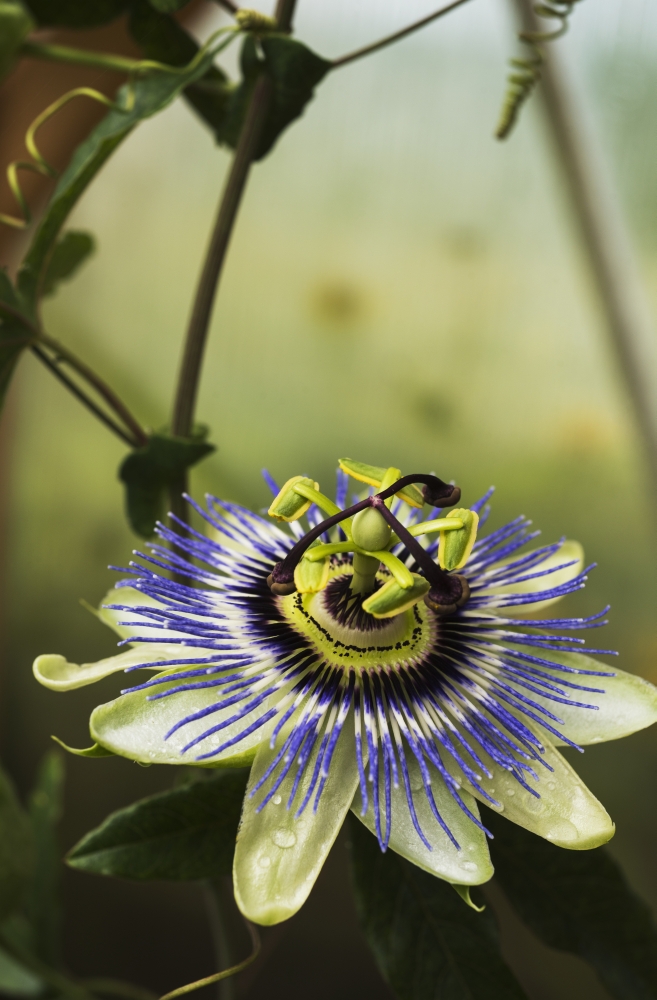 Passion Flower Blooms in A Greenhouse