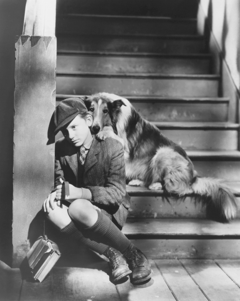 Lassie Come Home Photo Print, 16 x 20 - Large