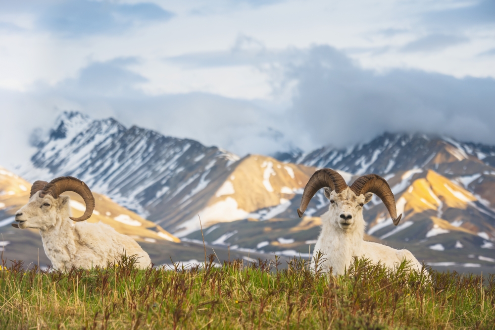 DPI12256266 Two Adult Dall Sheep Rams Resting on A Hilltop at Polychrome Pass in Denali National Park Poster Print - 19 x 12 in.