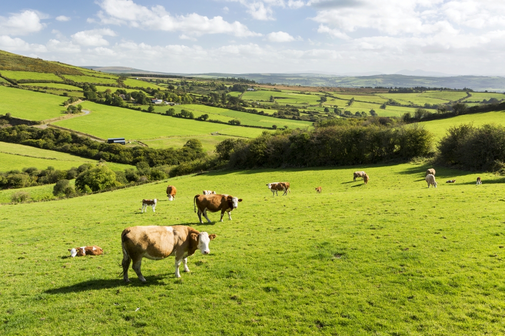 Cattle Grazing on Lush Green Hilly Pastures with Trees Separating Fields - County Kerry Ireland Poster Print - 38 x 24 in. - Large
