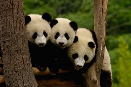 Three Giant Panda Bears Poster Print by Pete Oxford - 19 x 12