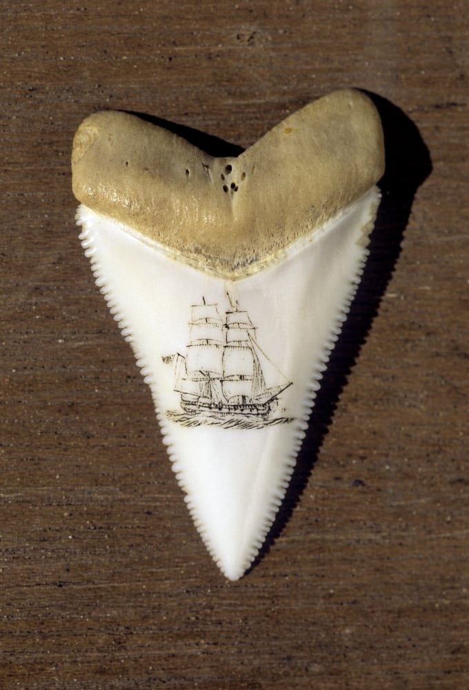 Australia South Australia A Scrimshaw Carving On A Great White Shark Tooth