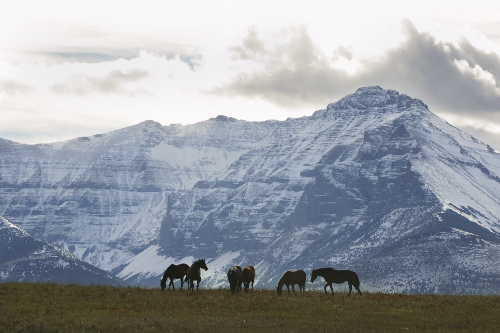 Horses & Mountains Southern Alberta Poster Print, 17 x 11