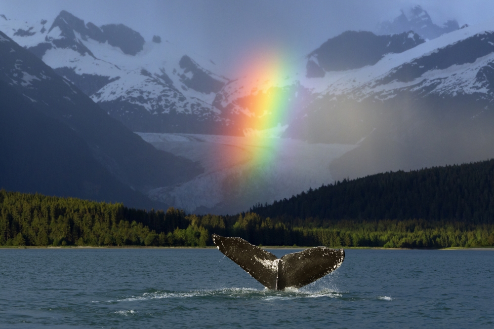 Picture of   Composite - Bright Rainbow Appears Over Eagle Beach After A Rain Shower with A Fluking Humpback Whale in The Foreground Inside Passage Southeast Alaska Summer Poster Print&#44; 36 x 24 - Large