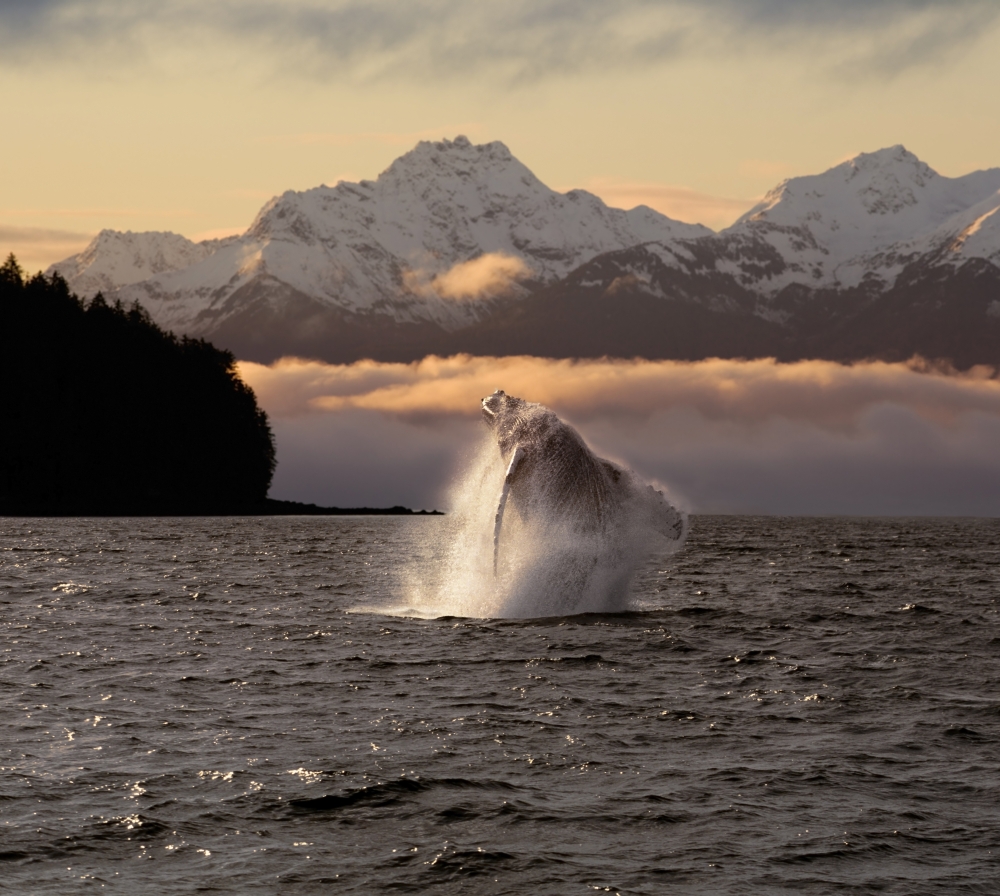 Composite - A Humpback Whale Breaches in Alaskas Inside Passage At Sunrise Eagle Peak Admiralty Island Beyond Southeast Summer Poster Print, 17 x 15