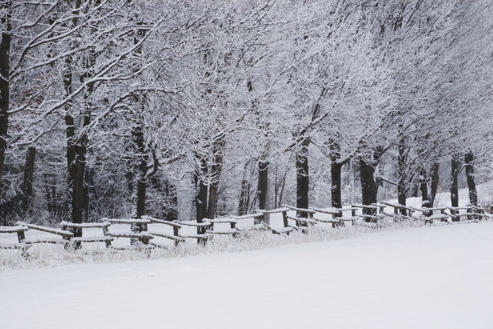 Snow Covered Trees Along A Fence & Field in Winter - Bromont Quebec Canada Poster Print - 38 x 24 in. - Large