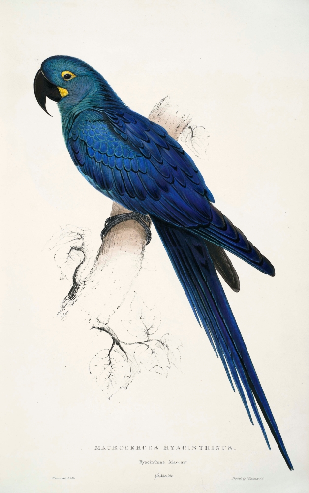 Psittacidae 1832 Hyacinthine Macaw Poster Print by Edward Lear - 18 x 24