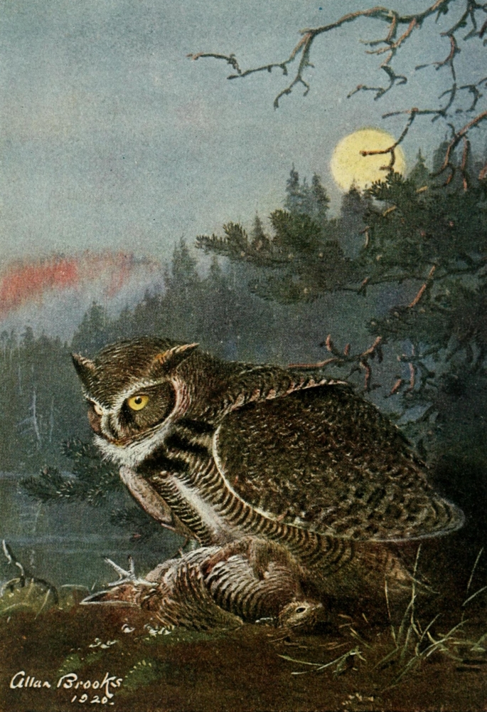 Bird-Lore 1922 Great Horned Owl Poster Print by A. Brooks - 18 x 24