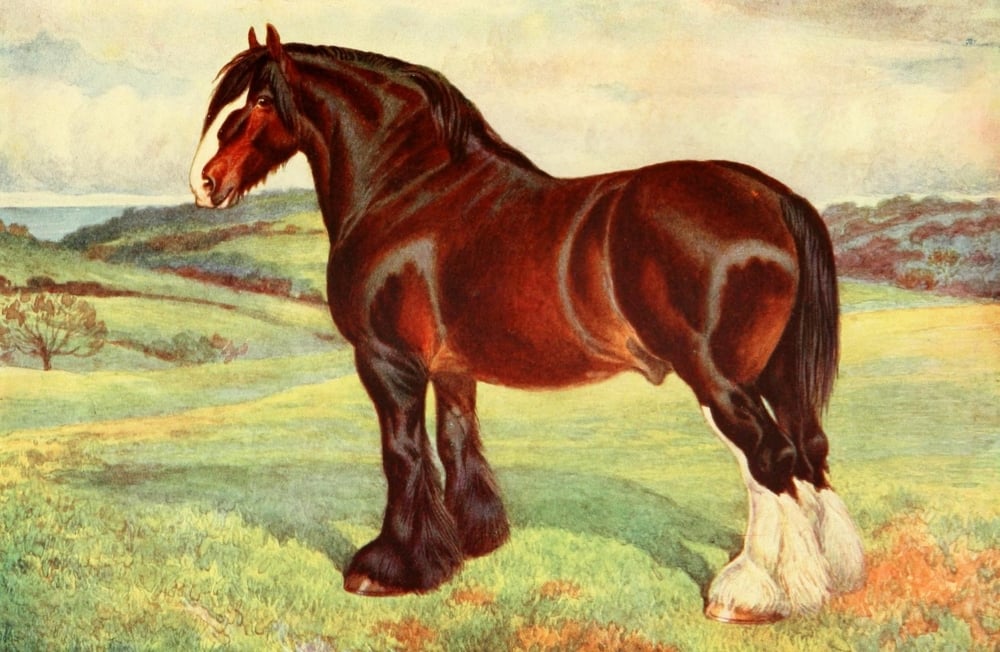 New Book of The Horse 1911 Shire Stallion Harold Poster Print by Frank Babbage - 18 x 24