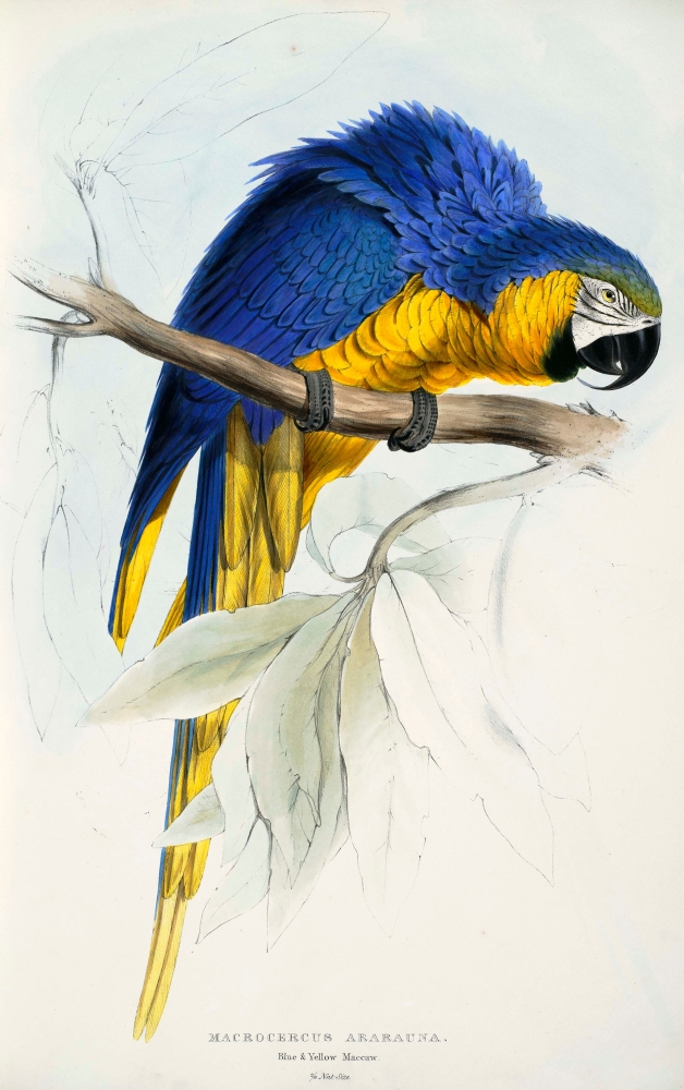 Psittacidae 1832 Blue & Yellow Macaw Poster Print by Edward Lear - 18 x 24