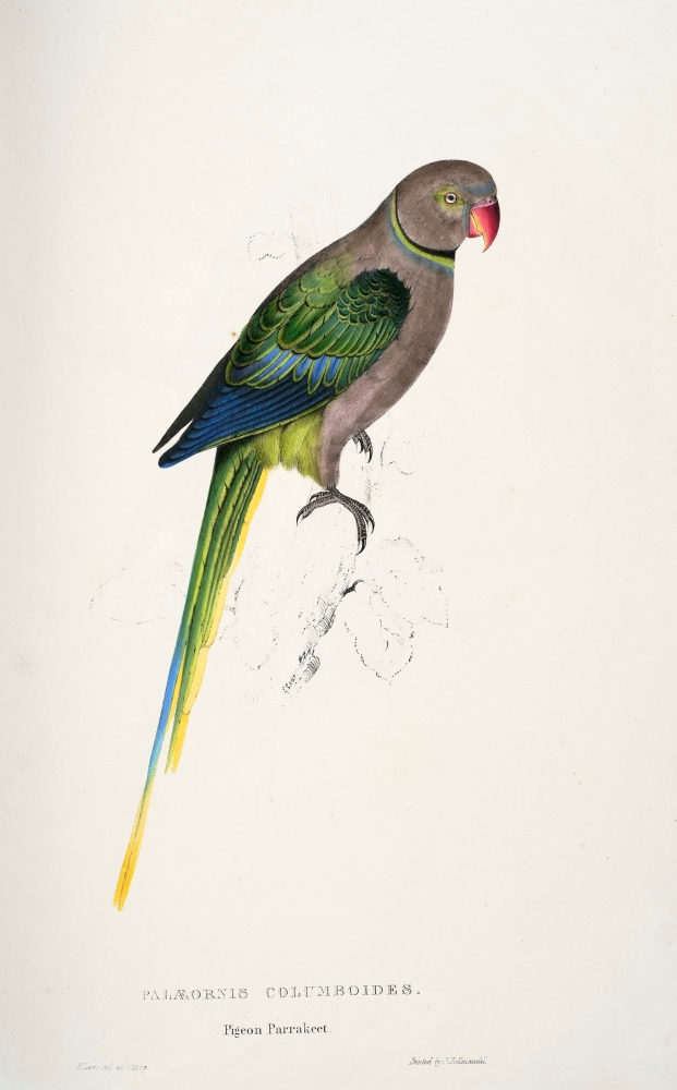 Psittacidae 1832 Pigeon Parakeet Poster Print by Edward Lear