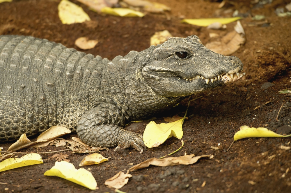 DPI12257207 A Miniature Crocodile at The Calgary Zoo - Calgary Alberta Canada Poster Print - 19 x 12 in.