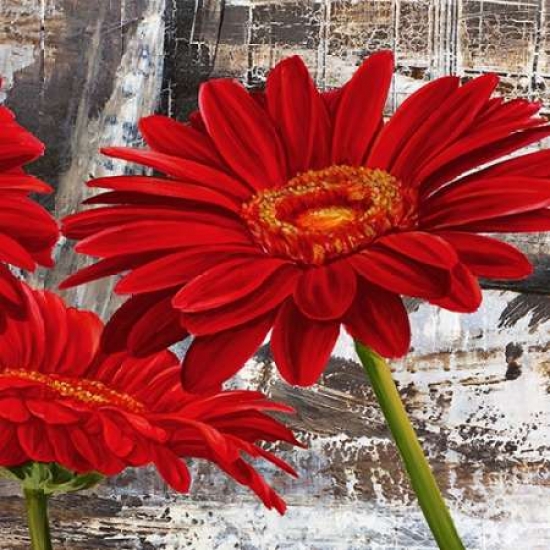 Red Gerberas II Poster Print by Jenny Thomlinson - 12 x 12 - Small