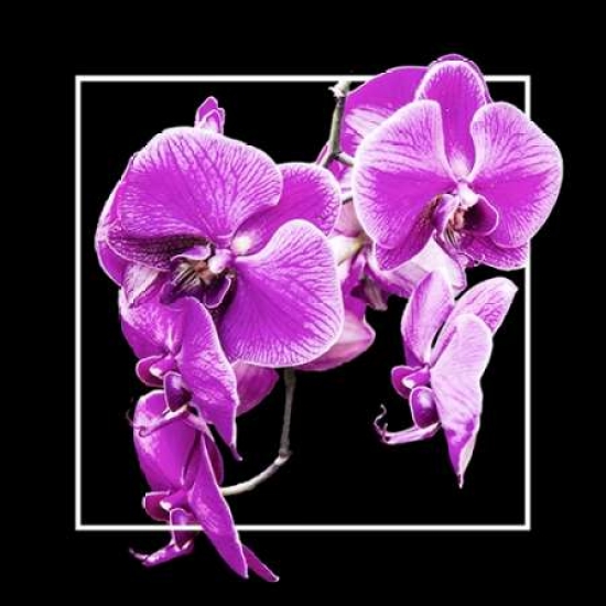 Orchids On Black V Poster Print by Alan Hausenflock - 24 x 24 - Large