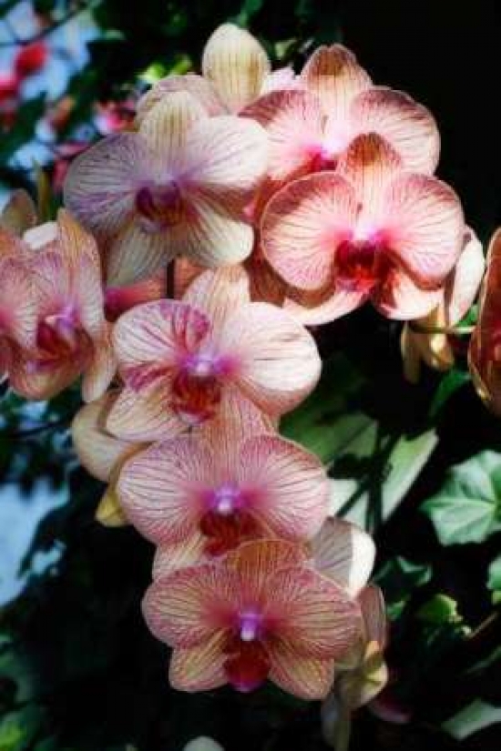 Moth Orchids VI Poster Print by Alan Hausenflock - 10 x 14 - Small