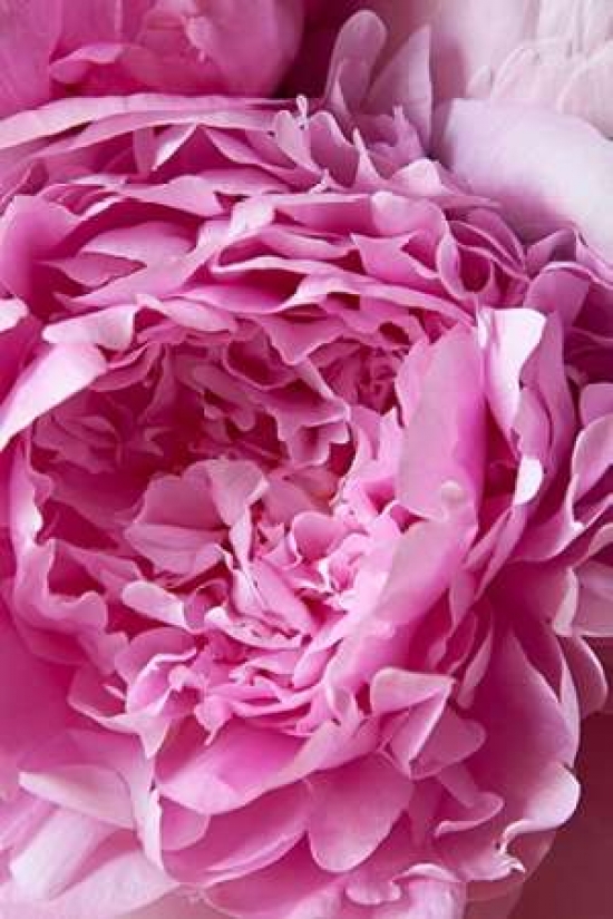 Peony Poster Print by Karyn Millet, 12 x 18 - Small