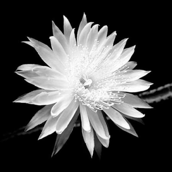 Queen of The Night Bw II Poster Print by Douglas Taylor - 12 x 12 - Small