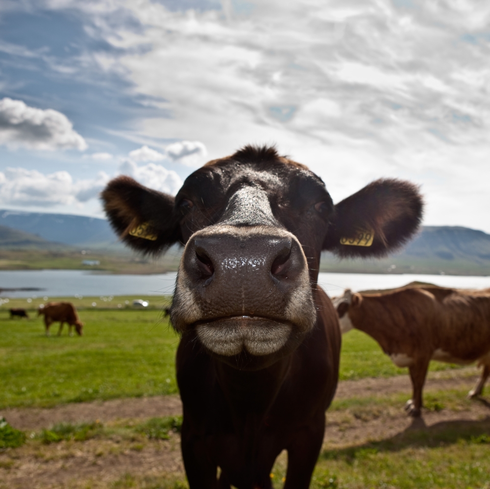 Dairy Cows Western Iceland Poster Print, 12 x 12